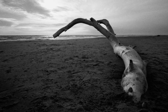 Les Saintes-Maries de la Mer | D. Letellier